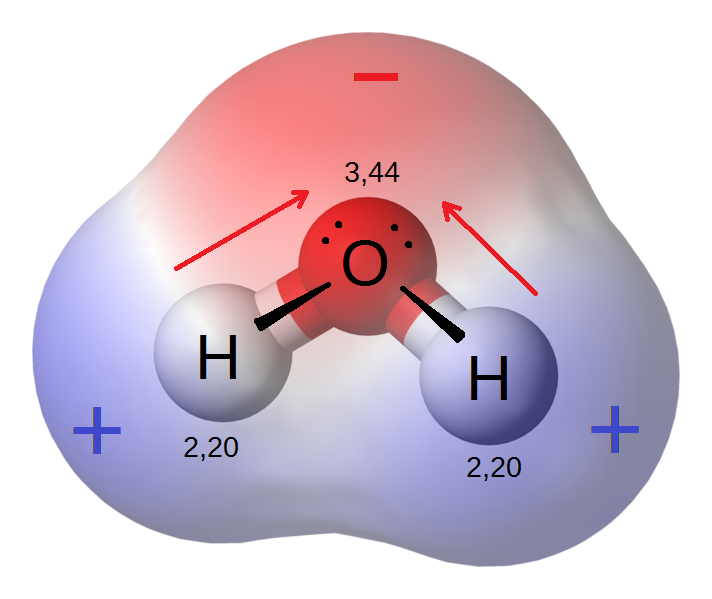 The polar nature of the water molecule arises from the unequal sharing of electrons between oxygen and hydrogen, creating partial charges that allow water to pull apart and dissolve many solutes.
