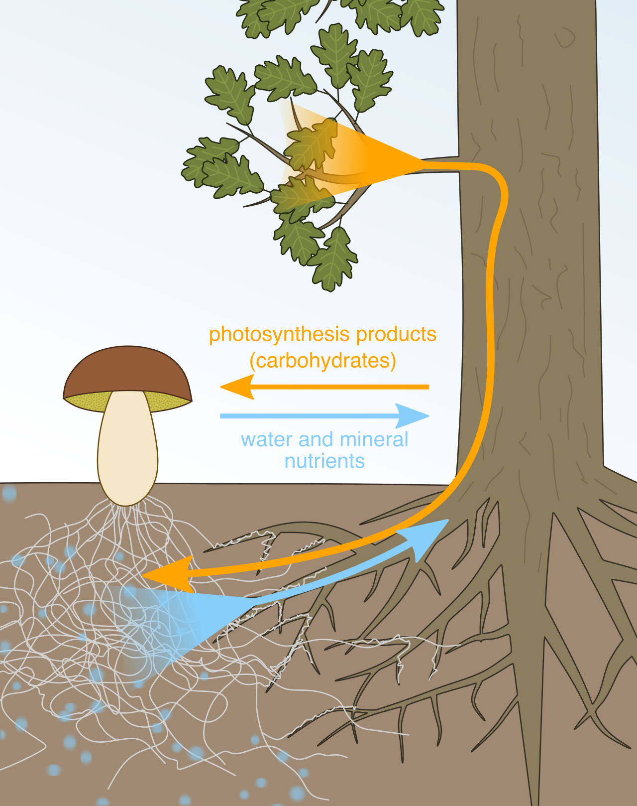 The mutualistic nutrient exchange in a mycorrhizal association, where the plant provides photosynthetic carbohydrates while the fungal hyphae supply water and minerals.