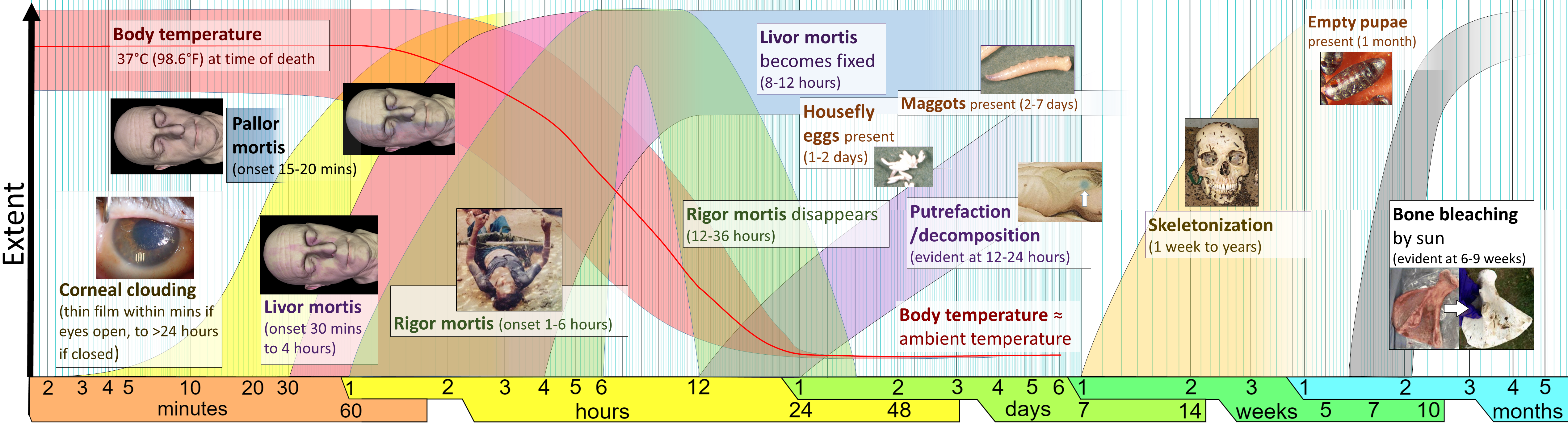 Timeline of physiological postmortem changes. Note the onset of rigor mortis within 2 to 4 hours, which necessitates prompt nursing intervention to position the deceased client's face and limbs before they chemically stiffen.