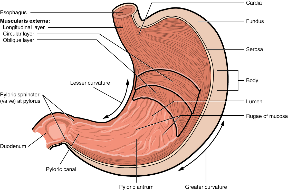 Anatomy of the stomach. The highly acidic environment dictates whether oral medications require special enteric coatings to survive until they reach the small intestine.