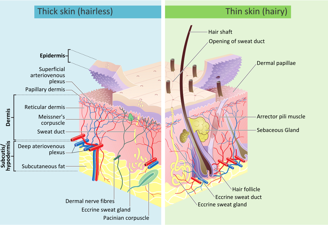 The multiple layers of human skin act as the integumentary system's primary physical barrier, waterproofing internal tissues and actively regulating body temperature.