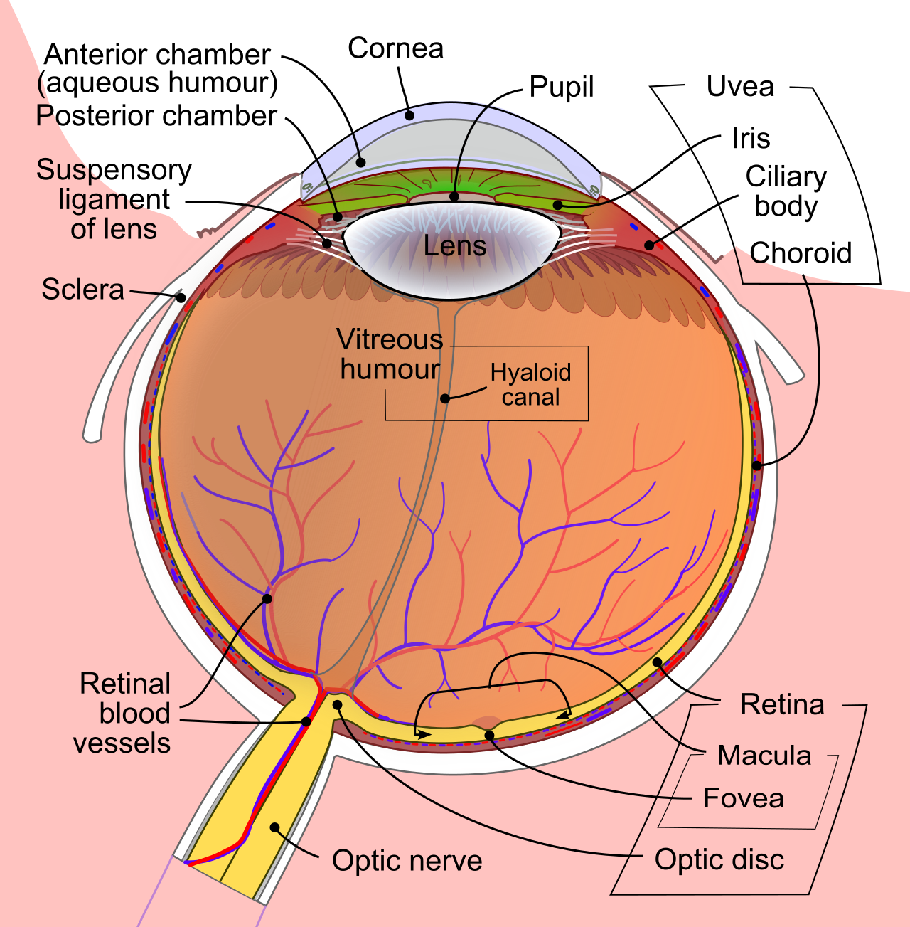 A schematic of the human eye. Novices often treat the physical act of moving the eye across text as the entirety of reading, missing the active cognitive processes required to construct meaning.