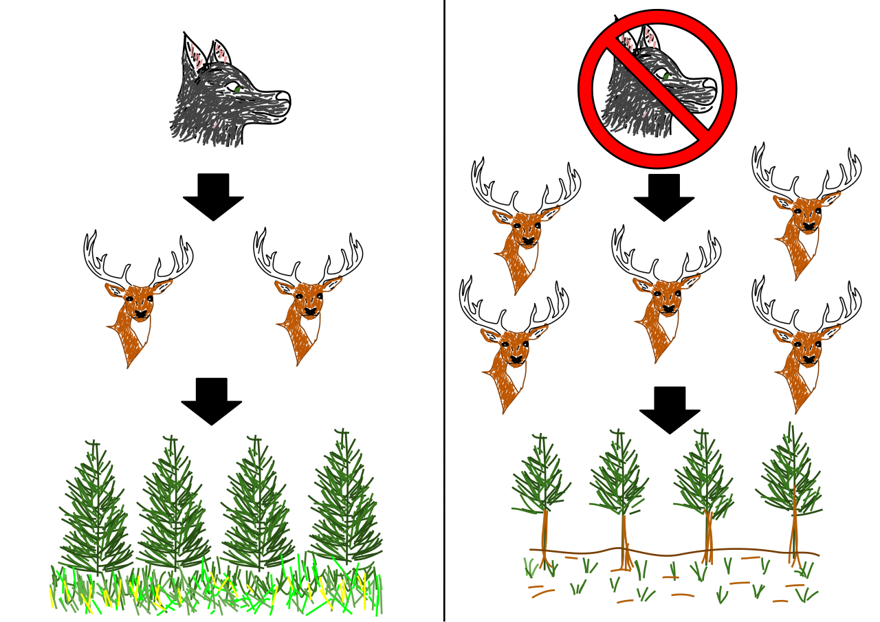 A top-down trophic cascade: the presence of an apex predator regulates the primary consumer population, which in turn allows the primary producers at the base of the ecosystem to flourish.