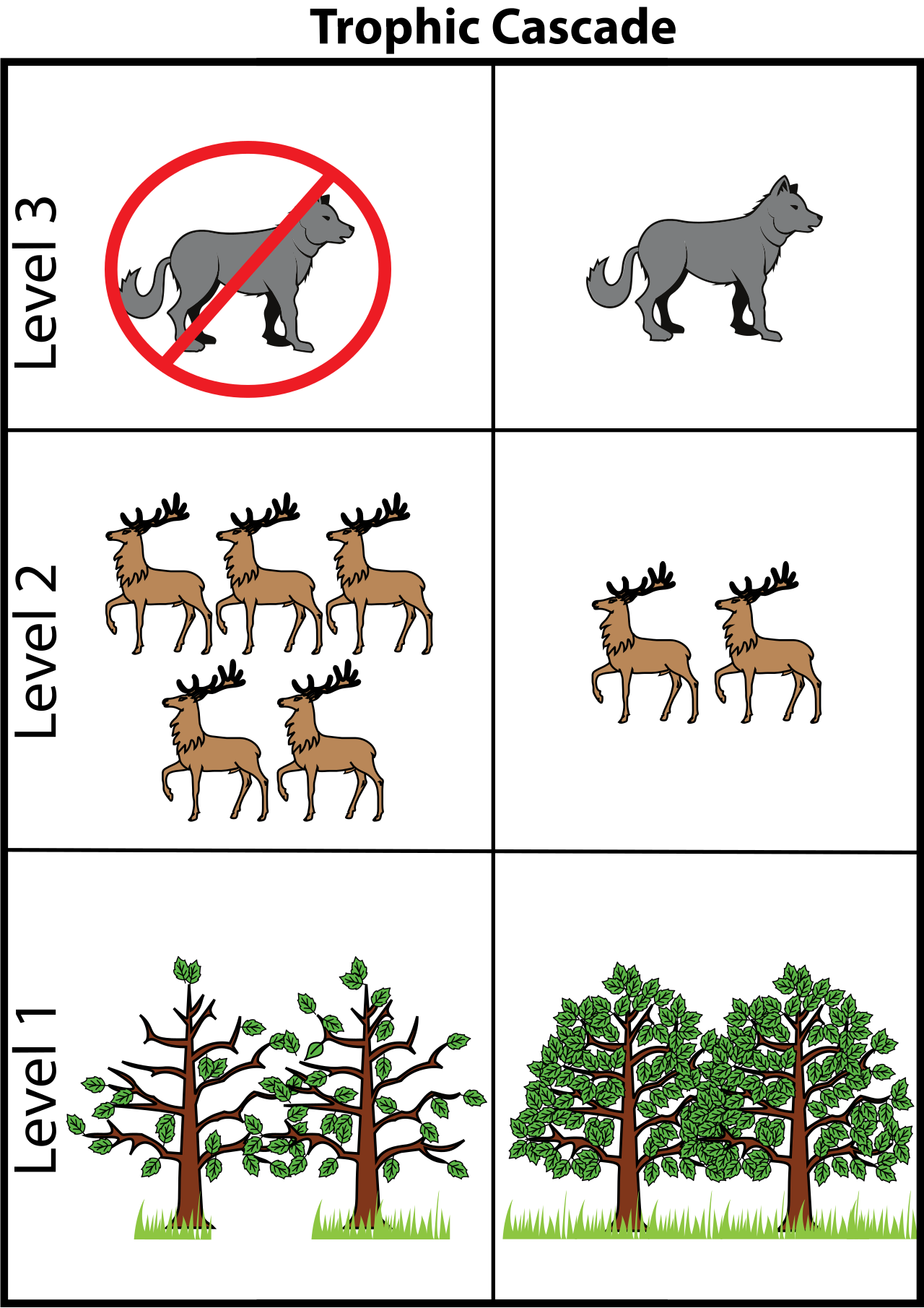 A top-down trophic cascade: removing an apex predator releases primary consumers from predation pressure, resulting in unregulated population growth and the subsequent overgrazing of primary producers.