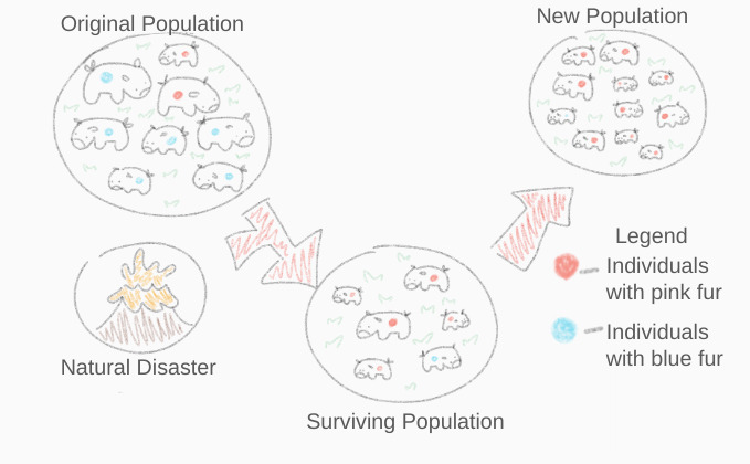 The bottleneck effect demonstrates how a catastrophic reduction in population size leaves a random assortment of survivors, drastically altering the allele frequencies of the new population.