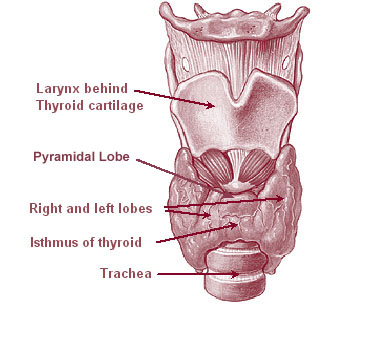 Anatomical position of the butterfly-shaped thyroid gland, which controls the body's basal metabolic rate via thyroxine and triiodothyronine.