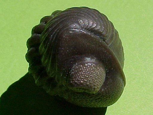 Trilobites are classic index fossils. Because they lived for specific, well-documented periods and were found worldwide, scientists use them to accurately date the rock layers in which they are discovered.