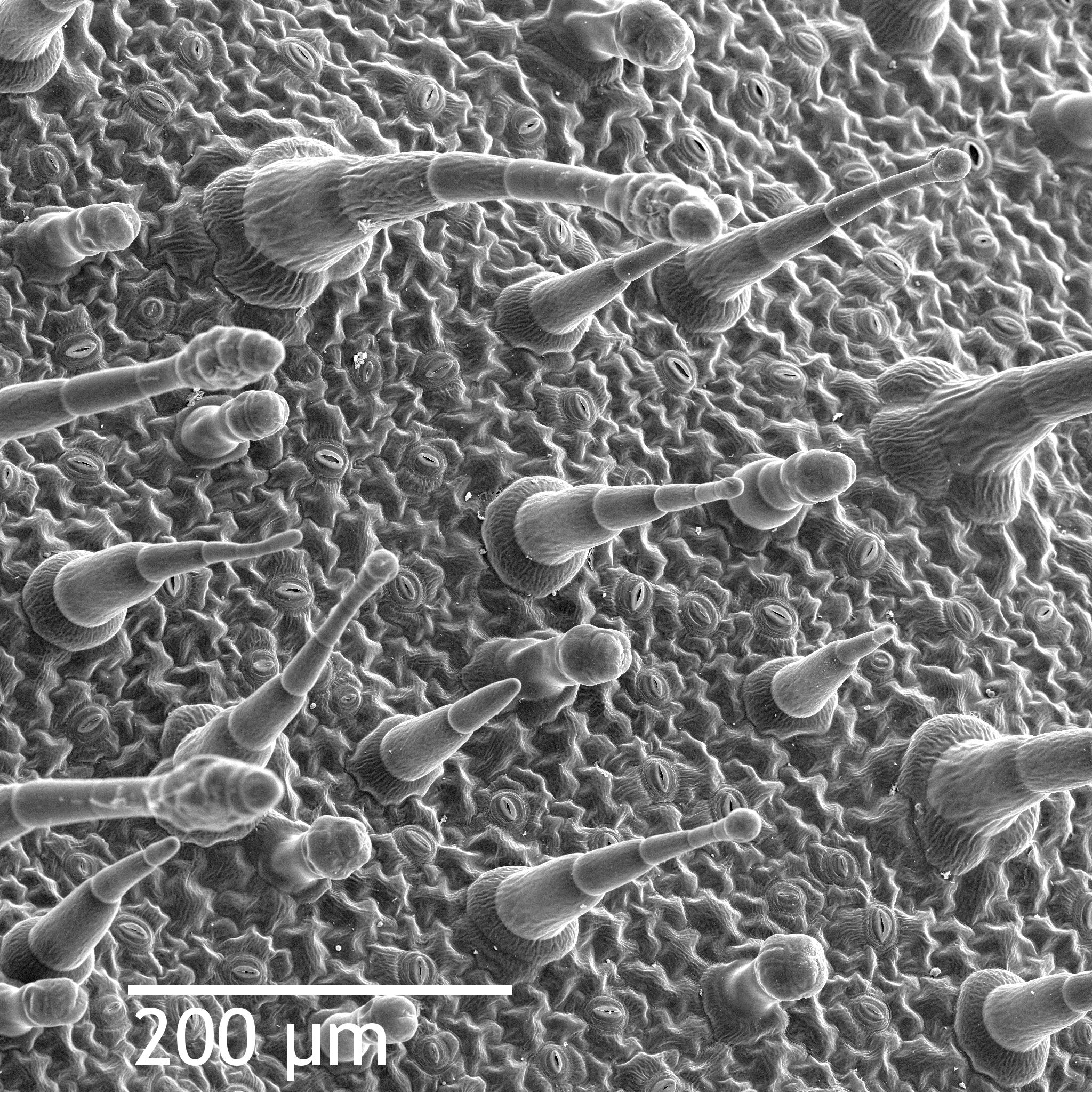 A scanning electron micrograph of a leaf's dermal tissue, revealing structural trichomes (hair-like outgrowths) and stomatal pores.