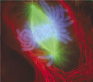 Fluorescence microscopy of a cell in metaphase. The chromosomes (blue) are perfectly aligned at the metaphase plate, held in tension by the microtubules of the mitotic spindle (green).