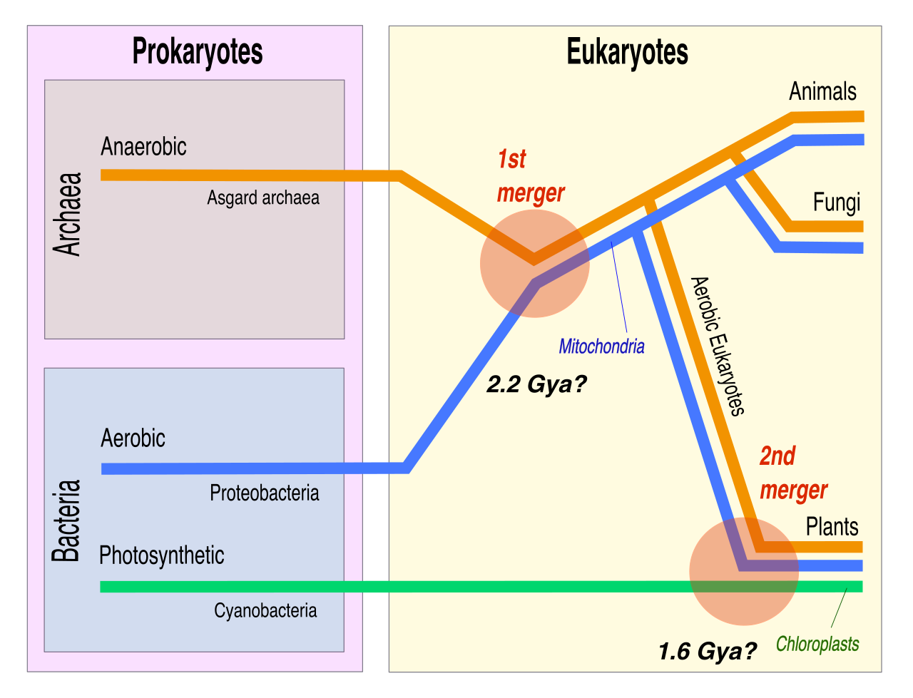 The Endosymbiotic Theory proposes that key eukaryotic organelles like mitochondria and chloroplasts originated when an ancestral cell engulfed free-living prokaryotes. Instead of digesting them, the host formed a mutually beneficial cellular merger.