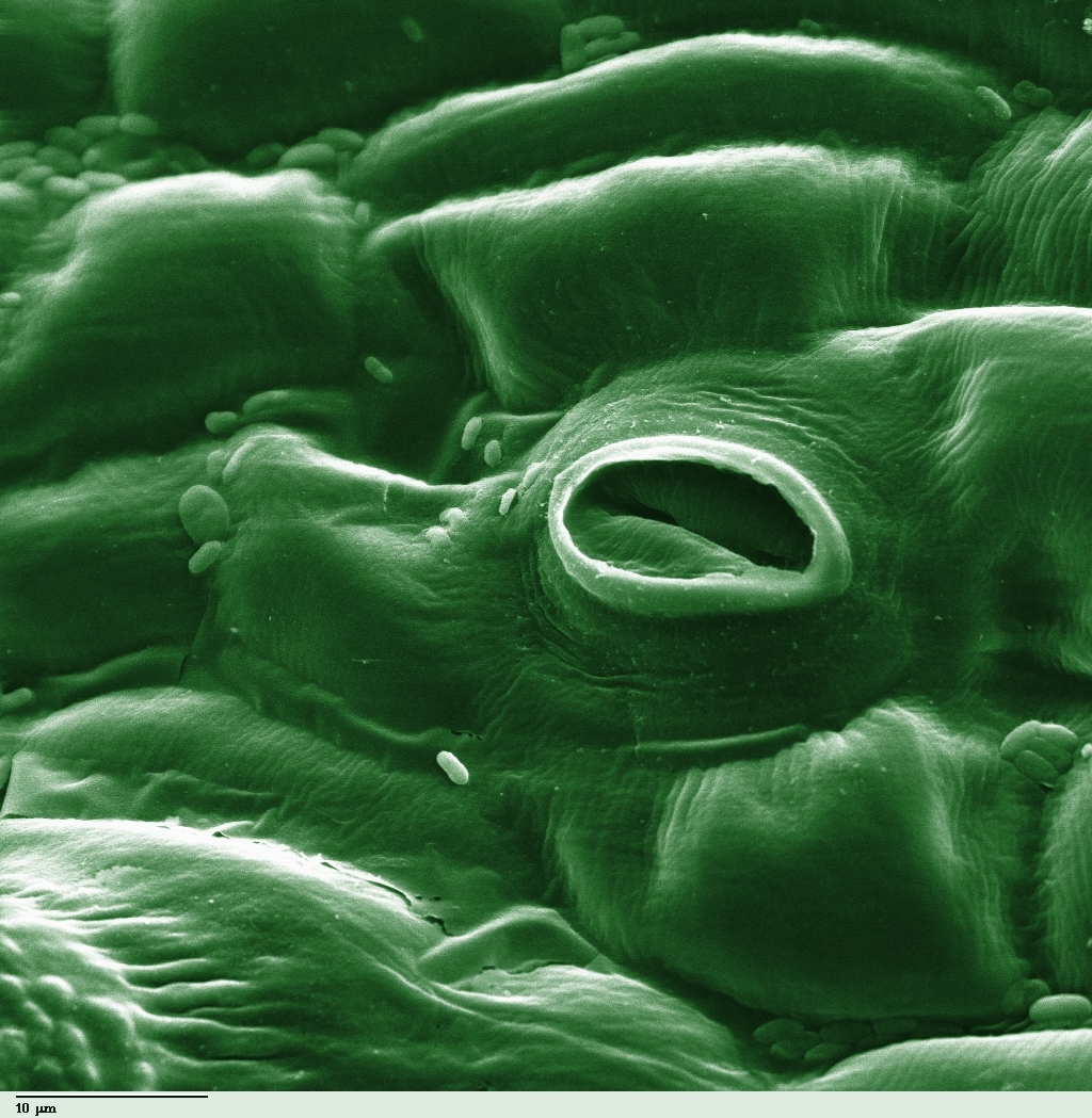 A colorized scanning electron microscope image of a stoma. These microscopic epidermal pores open and close to regulate the crucial exchange of carbon dioxide and oxygen in the leaf.