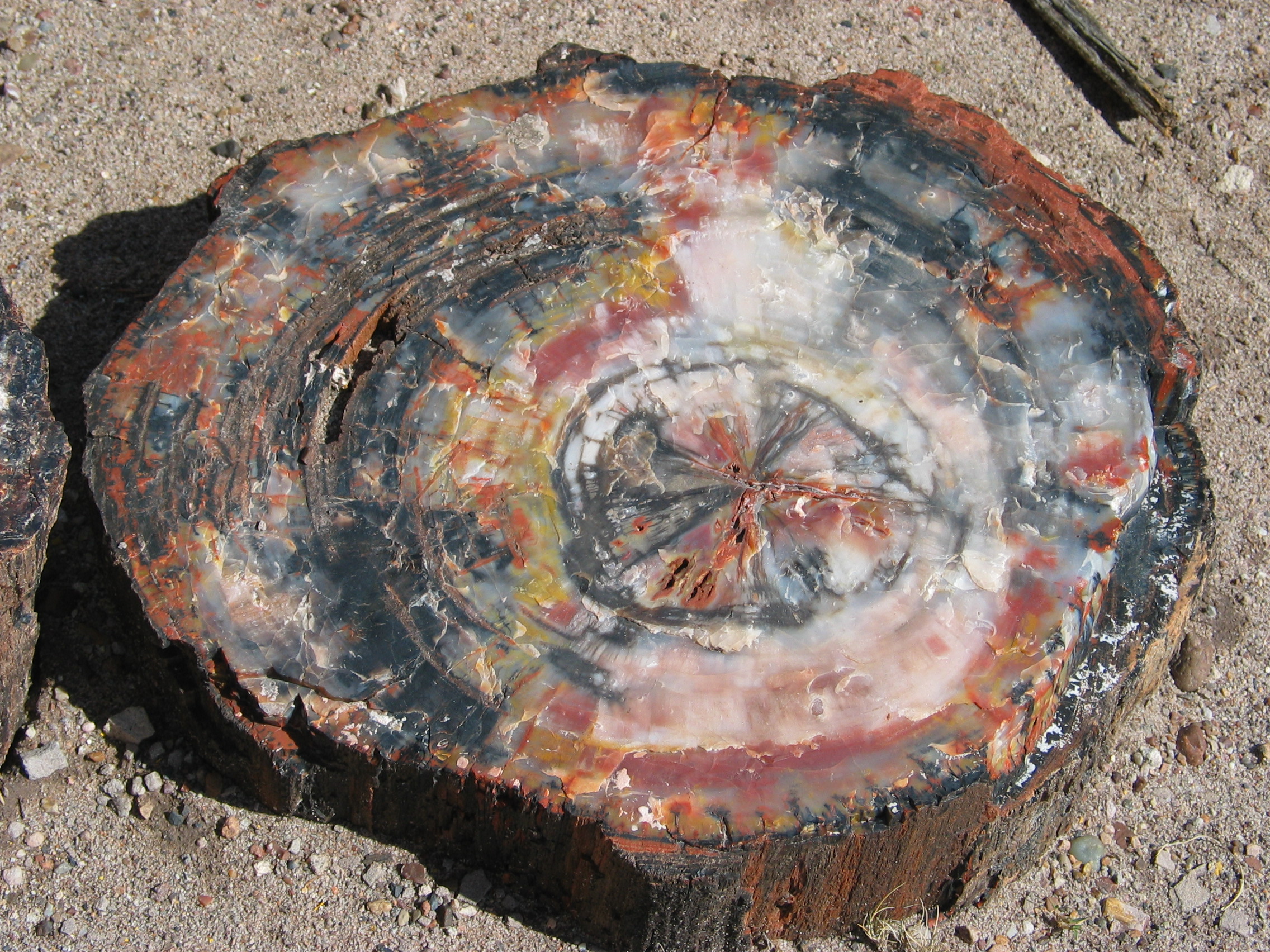 Through the process of petrification, the original organic material of this ancient tree was slowly replaced by minerals, turning the wood entirely into solid rock.
