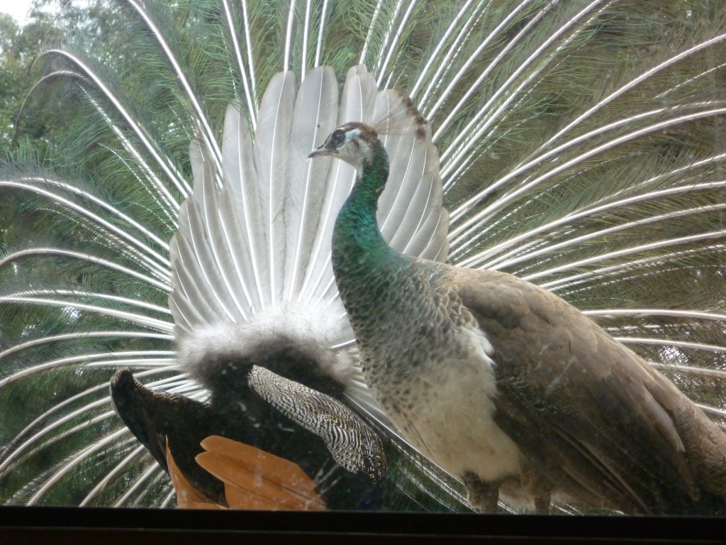 Sexual dimorphism in peafowl. The male peacock (background) has evolved elaborate plumage driven by female mate preference, a classic example of sexual selection.