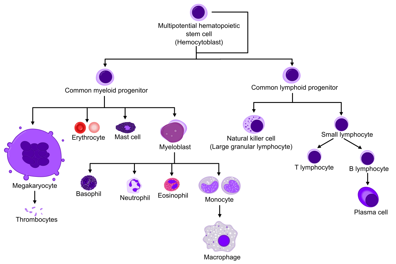 Hematopoiesis is the biological process by which stem cells in the red bone marrow develop into mature blood cells.