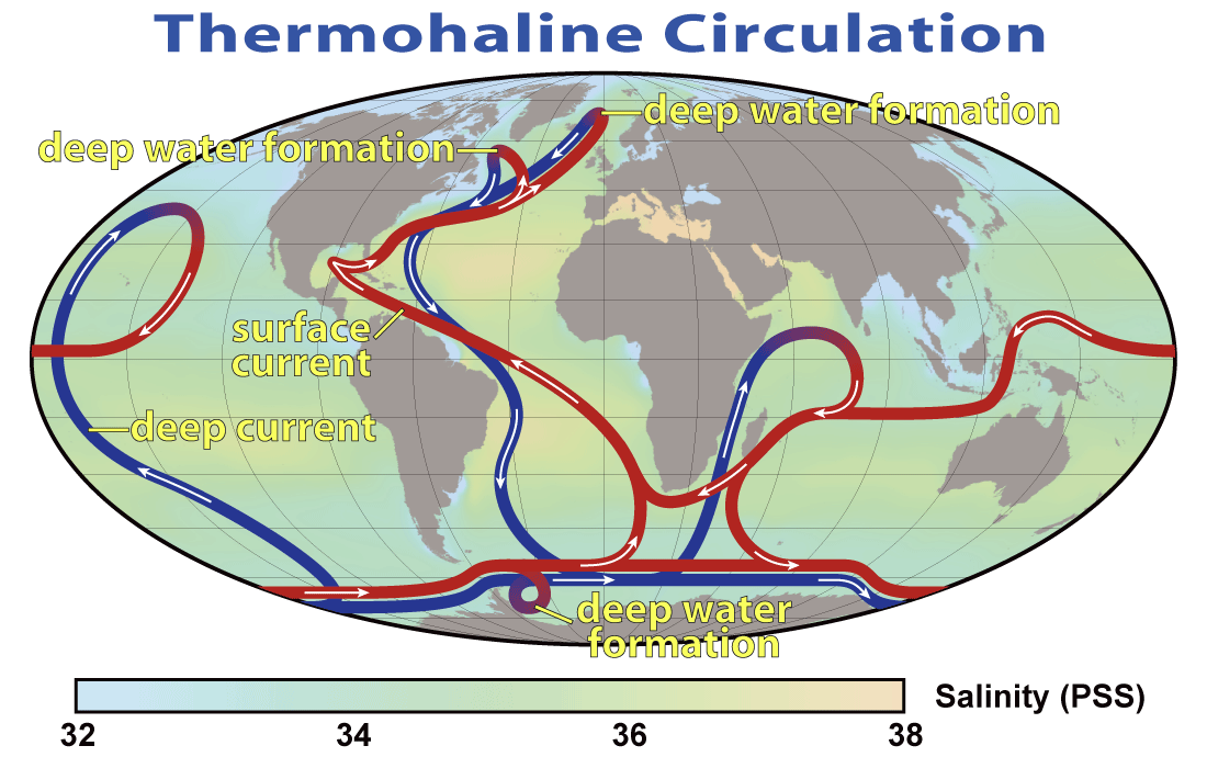 The global thermohaline circulation acts as a massive oceanic conveyor belt, transporting warm surface water from the equator toward the poles and returning dense, cold water along the ocean floor.