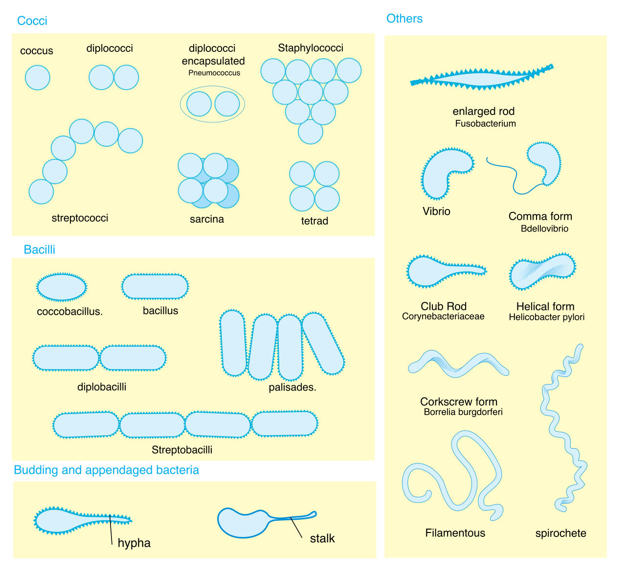 The primary morphological shapes of bacteria, including spherical cocci, rod-shaped bacilli, and spiral-shaped spirilla.