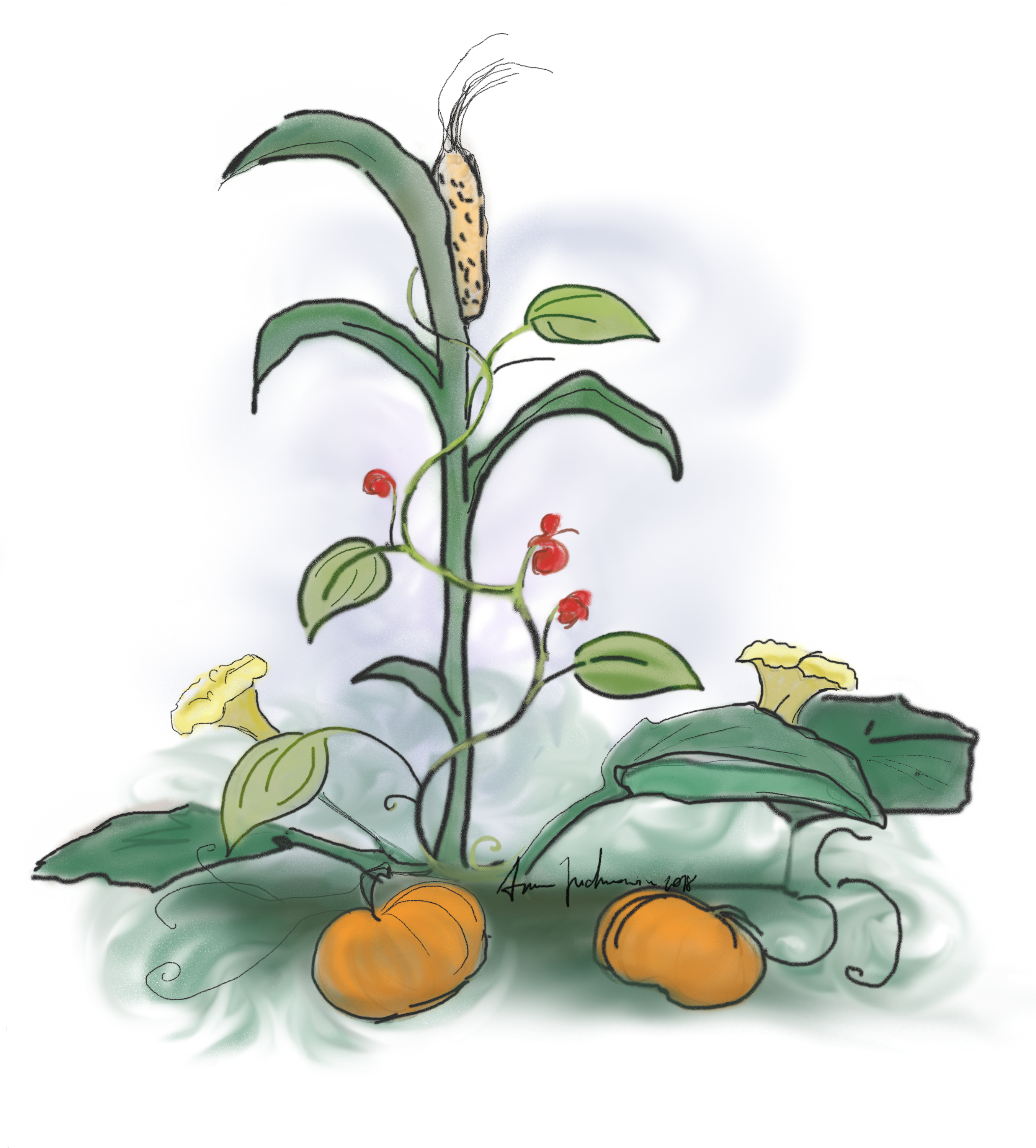 The Three Sisters companion planting technique, showing maize, climbing beans, and winter squash grown together to mutually benefit each other's physical growth and soil health.