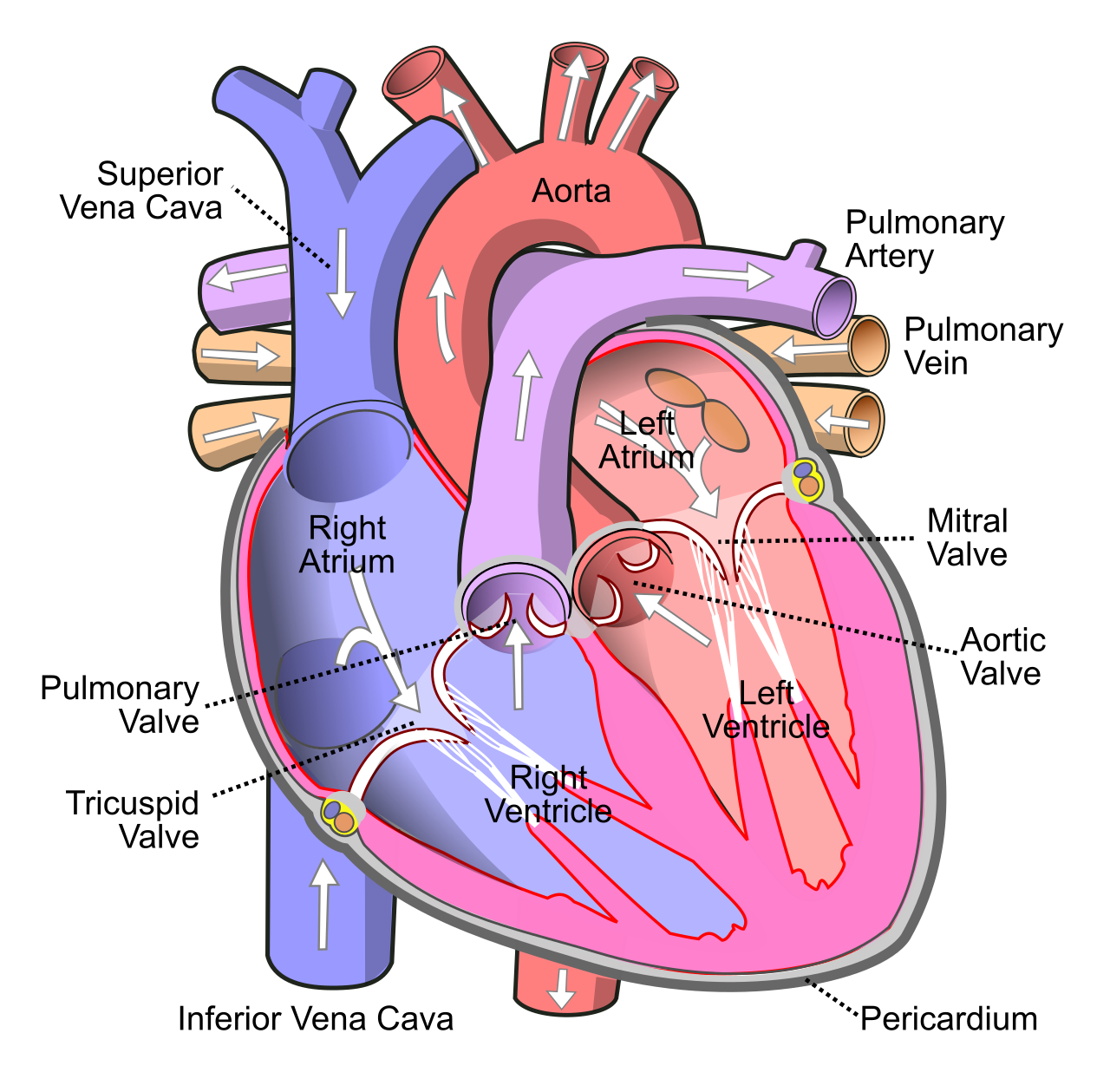 Diagram of the internal anatomy of the human heart, showing the muscular chambers and the major vessels that pump blood through the pulmonary and systemic circuits.