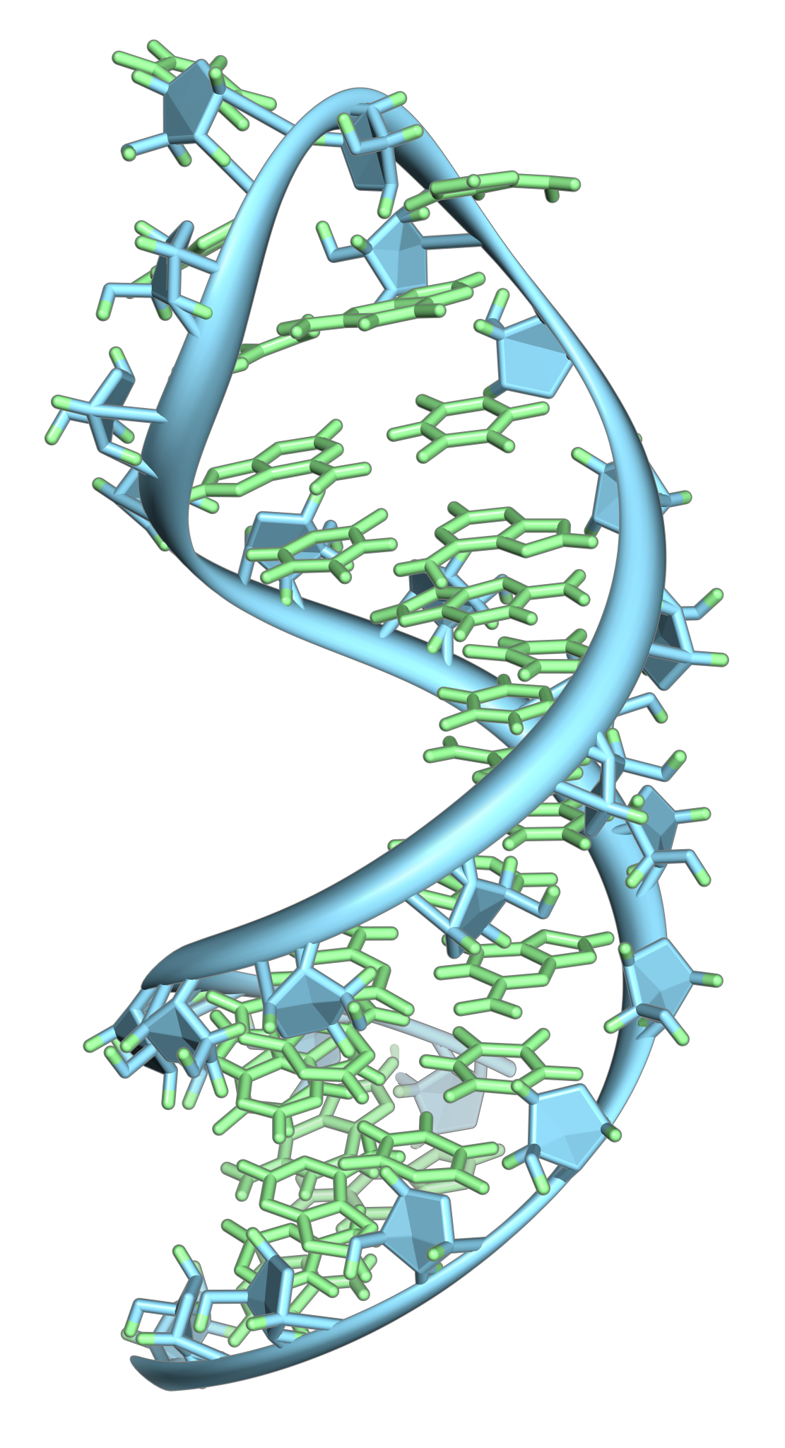 A single-stranded RNA molecule folding back upon itself to form a complex three-dimensional hairpin loop via intramolecular base pairing.