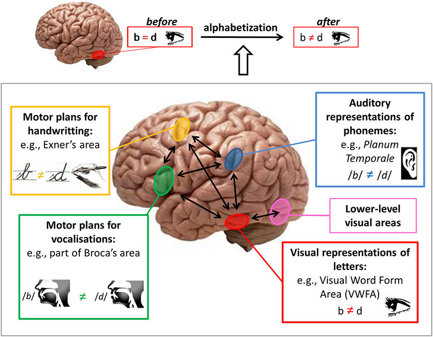 Neuroimaging research demonstrates that reading is not an innate biological capability; specific neural pathways must be systematically built and wired together within the brain during literacy acquisition.
