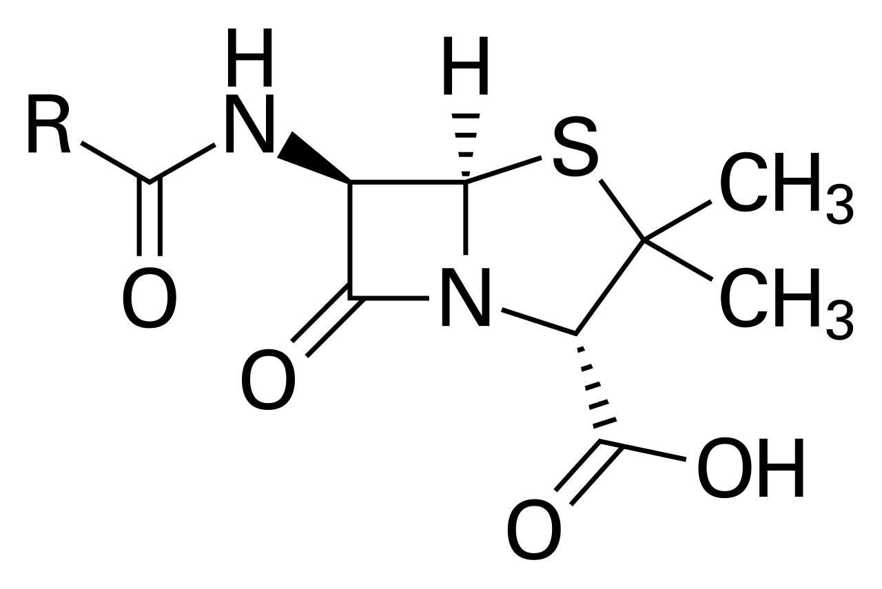 The core structure of penicillin, featuring the prominent beta-lactam ring. This shared structural element is responsible for the cross-reactivity between penicillins and cephalosporins.