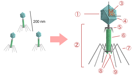 Anatomy of a typical tailed bacteriophage, detailing its protein capsid head and the structures used to attach to a host.