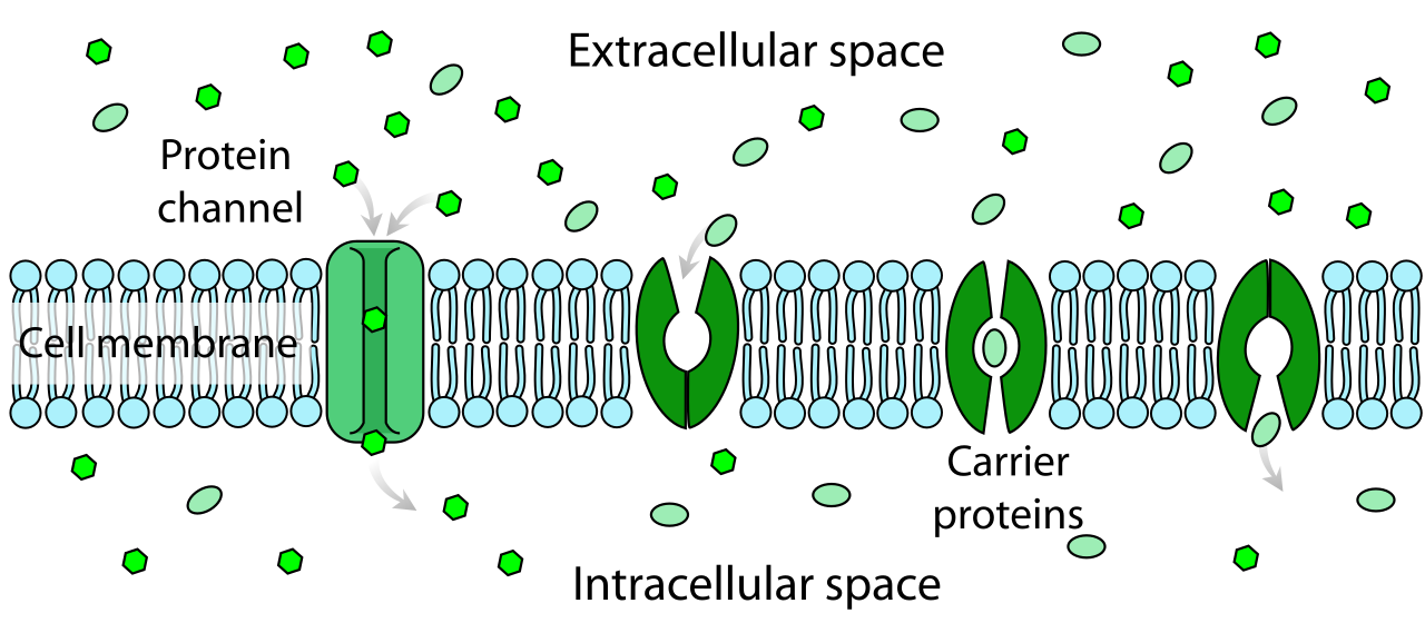 Facilitated diffusion utilizes channel proteins to create hydrophilic tunnels or carrier proteins that change shape to transport specific molecules down their concentration gradient.