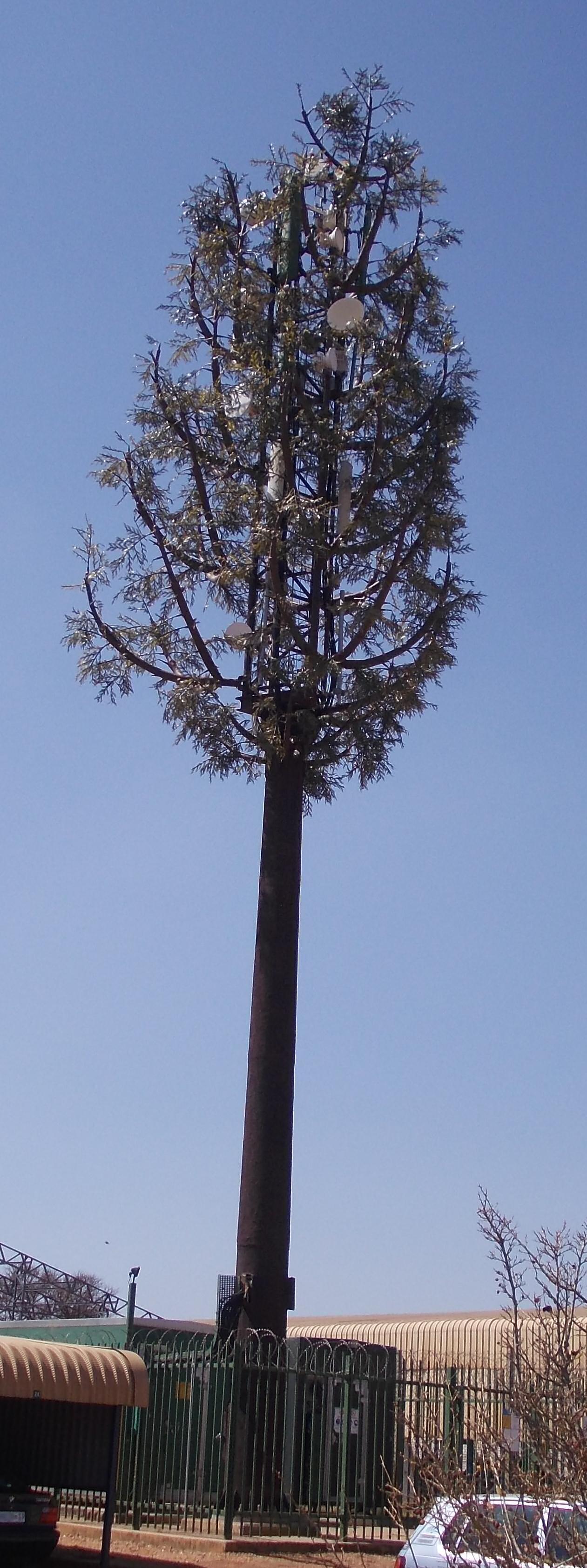 A cellular tower disguised as a tree demonstrates the principle of industrial camouflage, seamlessly blending critical infrastructure into the surrounding natural environment.