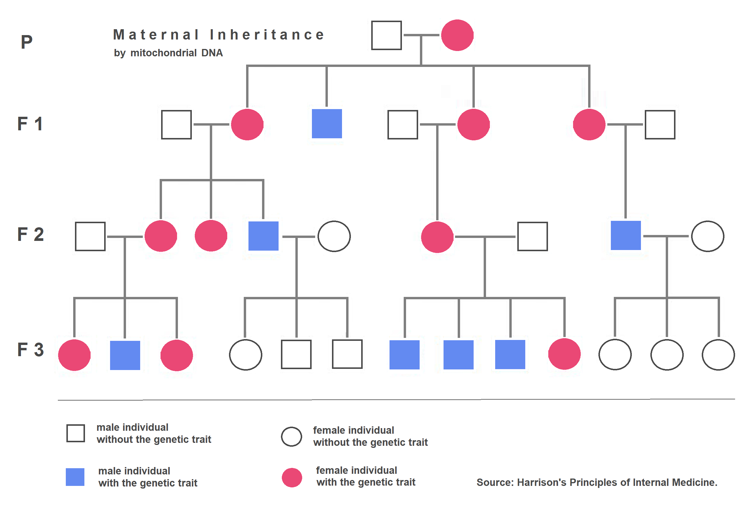 A pedigree chart demonstrating extranuclear, maternal inheritance. Mitochondrial genetic traits are passed directly from an affected mother to all of her offspring regardless of sex.