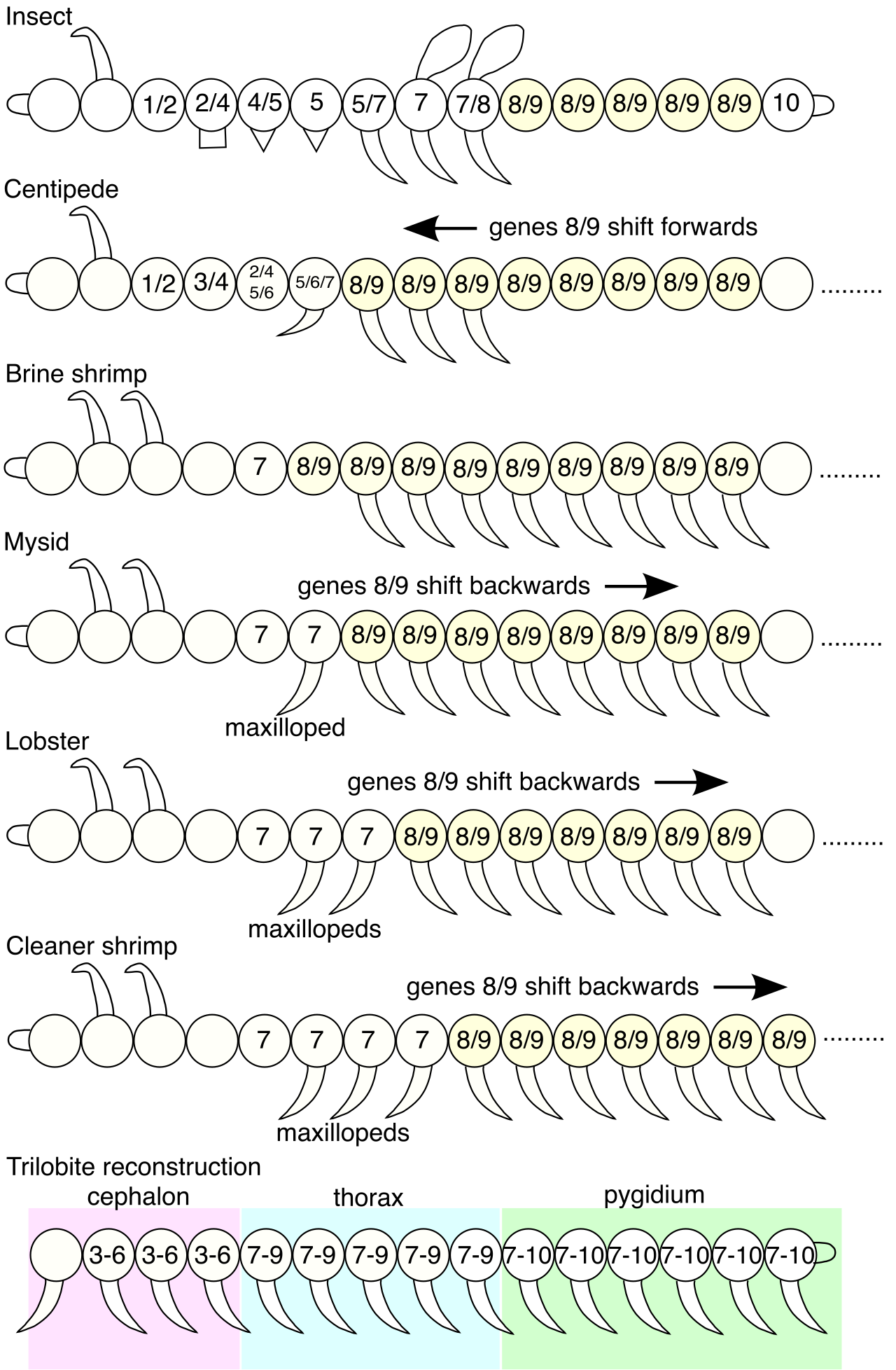Expression mapping of Hox genes across different body segments in arthropods, illustrating how these master regulatory genes dictate the structural organization of the anterior-posterior axis.