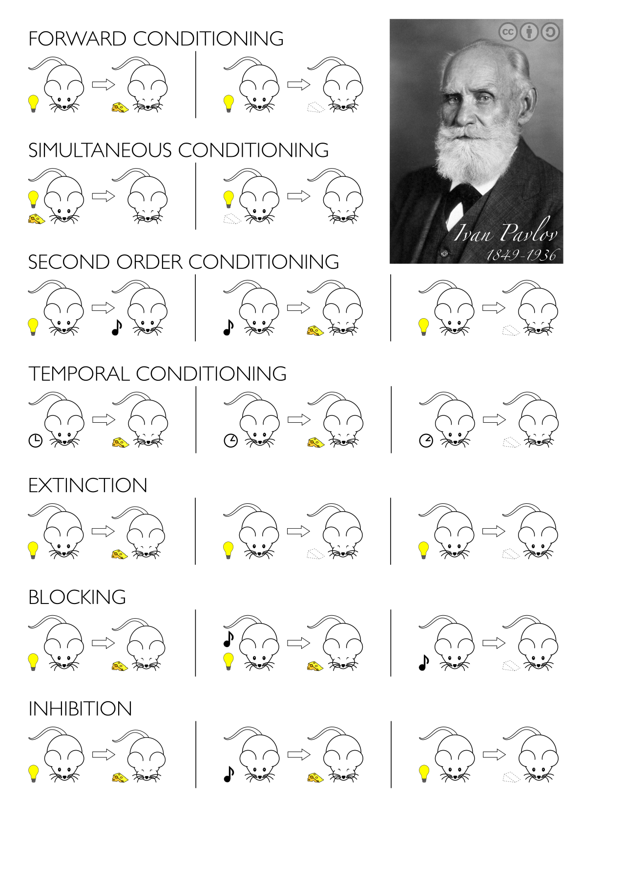 The classical conditioning process: a neutral stimulus is paired with an unconditioned stimulus to eventually trigger a conditioned response on its own.