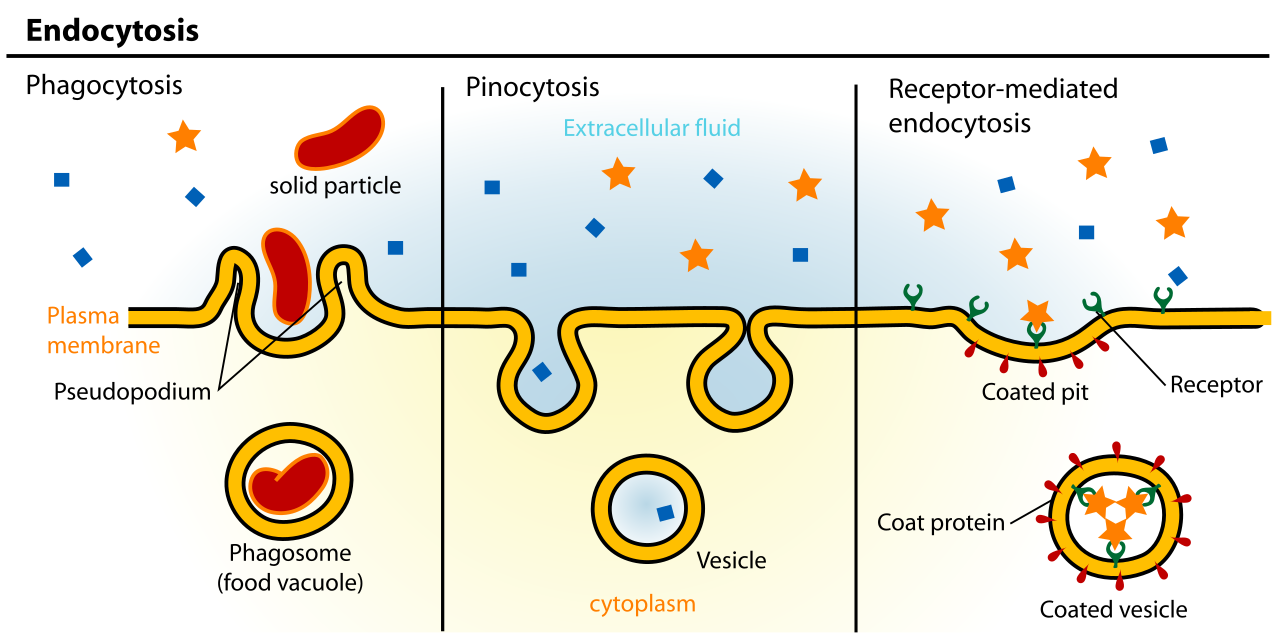 The three primary mechanisms of endocytosis: phagocytosis (engulfing large solid particles), pinocytosis (internalizing extracellular fluids), and highly specific receptor-mediated endocytosis.