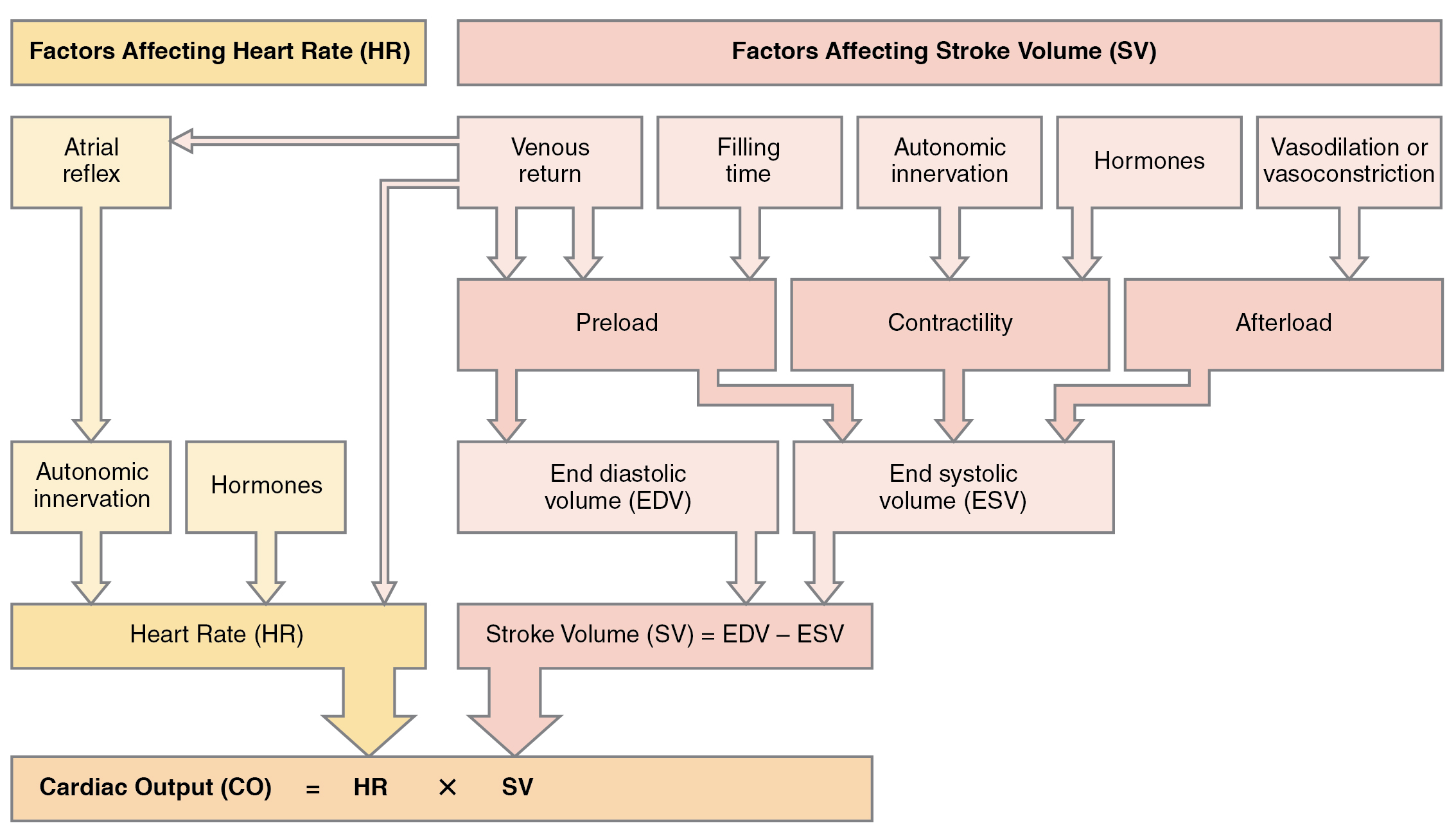 Hierarchical breakdown of the major physiological factors that influence and determine cardiac output.
