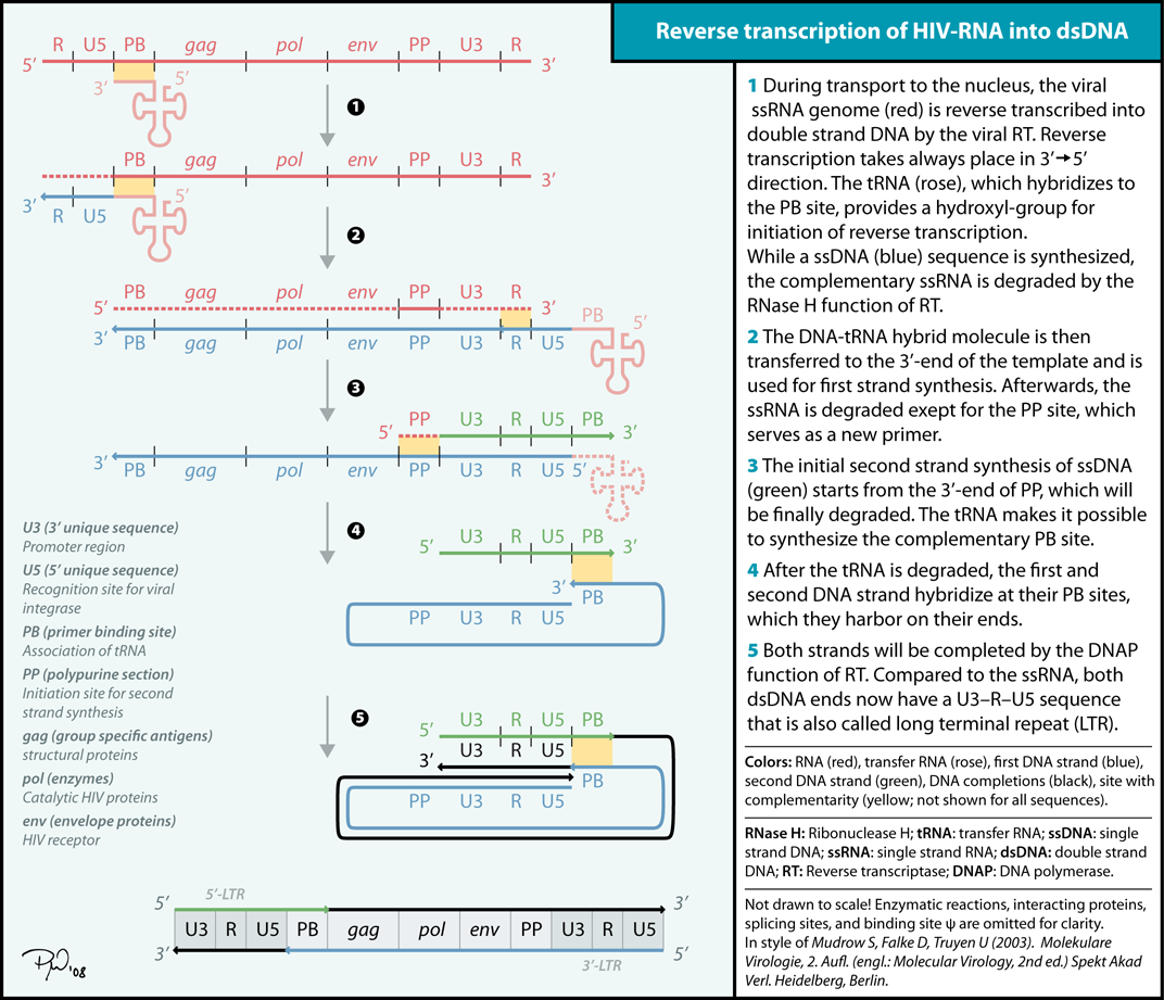 Reverse transcription in a retrovirus, demonstrating the conversion of a viral RNA genome into double-stranded DNA for integration into the host cell.