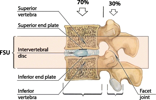 Chiropractic therapy relies on the structural integrity of the functional spinal unit. It is strictly contraindicated in patients with compromised structural scaffolding, such as those with spinal fractures or osteomyelitis.