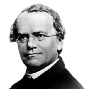 Gregor Mendel, the 19th-century Augustinian friar who deduced the fundamental laws of inheritance through his systematic experiments with pea plants.