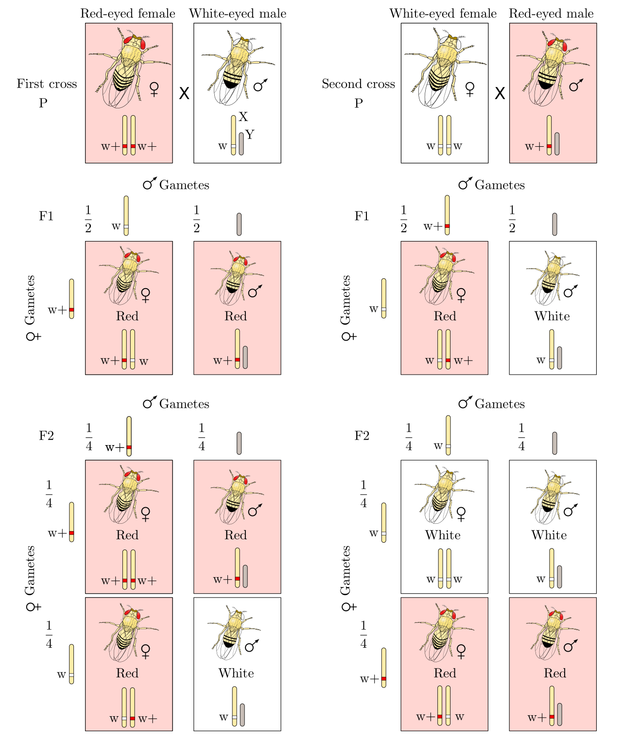 A pedigree chart and Punnett squares illustrating the X-linked recessive inheritance pattern of the white-eyed mutation in fruit flies.