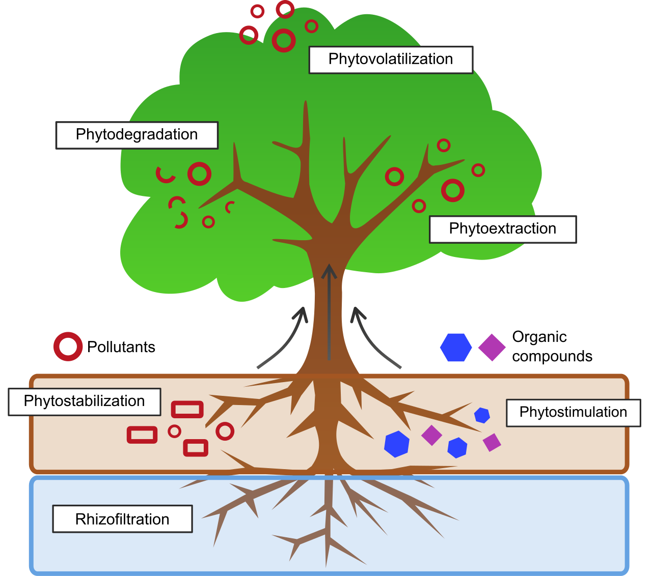 The phytoremediation process: Vascular plants are utilized as biological pumps to extract, sequester, or degrade toxic heavy metals and pollutants from contaminated soils.