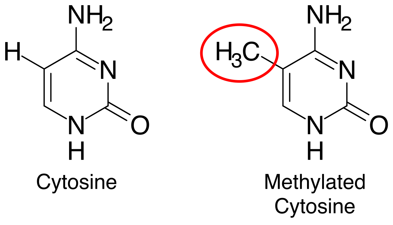 DNA methylation typically acts as an epigenetic 'off switch,' repressing gene transcription by adding methyl groups to cytosine bases in the DNA sequence.