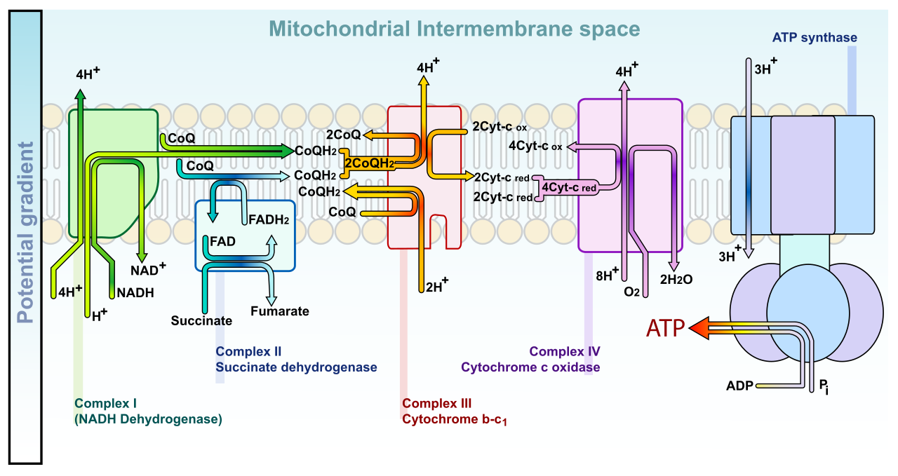 The electron transport chain couples the exergonic fall of electrons to the active pumping of protons, establishing a powerful electrochemical gradient across the inner mitochondrial membrane.