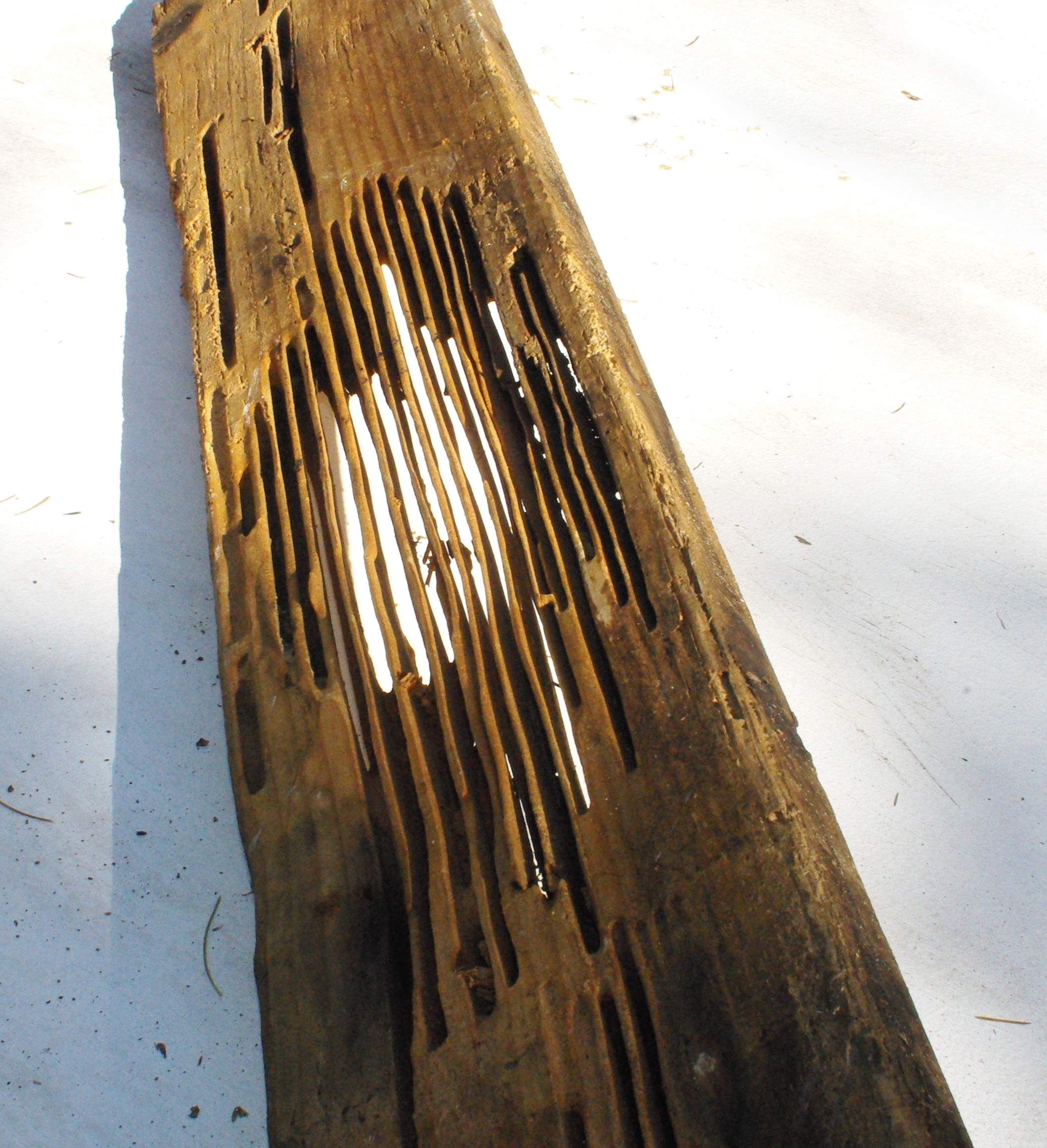 Wood-destroying insects like carpenter ants and termites can excavate and destroy the structural interior of wooden framing members while leaving the exterior appearing deceptively intact.