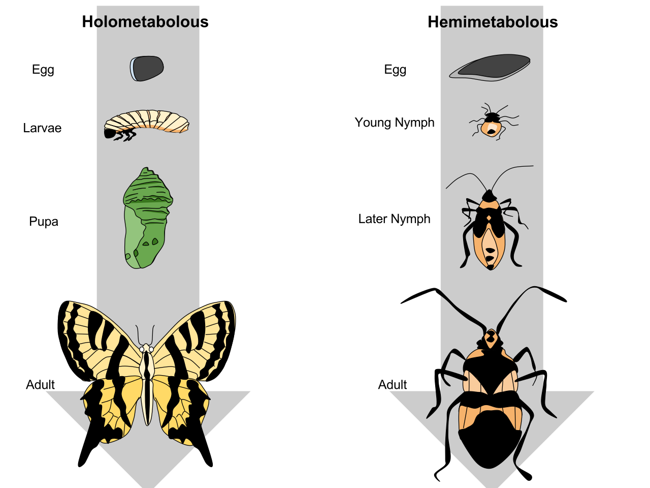 A comparison of complete (holometabolous) and incomplete (hemimetabolous) metamorphosis, illustrating how organisms structurally reconstruct themselves across distinct life stages.
