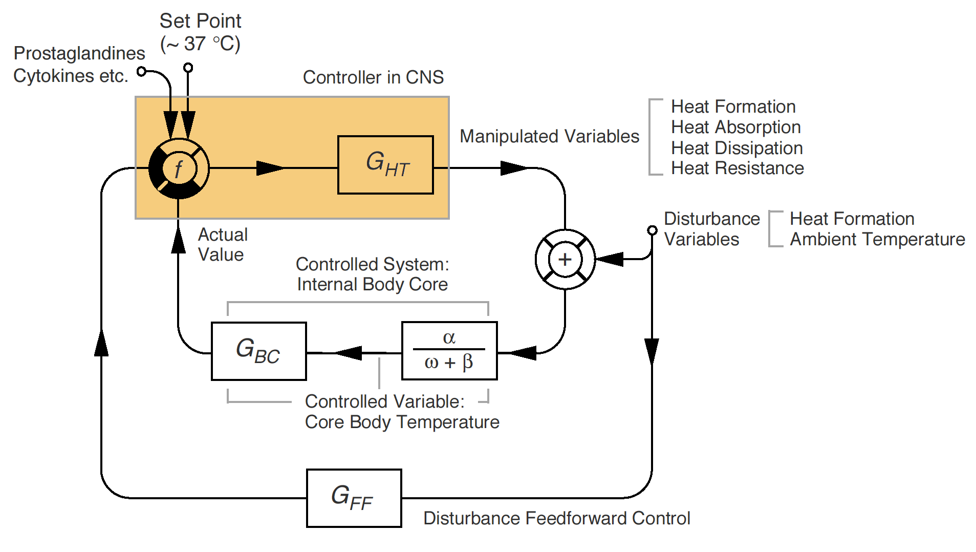 Thermoregulation as negative feedback: a temperature change triggers a response (sweating, shivering) that pushes the body back toward its set point. This loop is the template for most homeostasis questions.