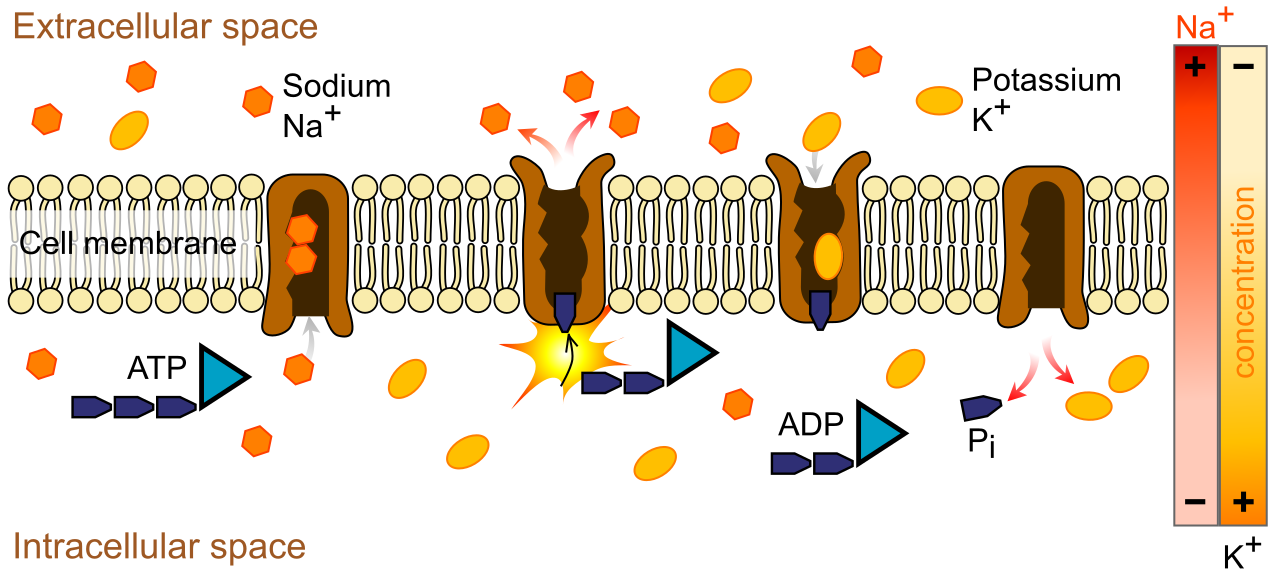 The sodium-potassium pump utilizes ATP hydrolysis to actively transport three sodium ions out of the cell and two potassium ions into the cell, working against their respective concentration gradients.