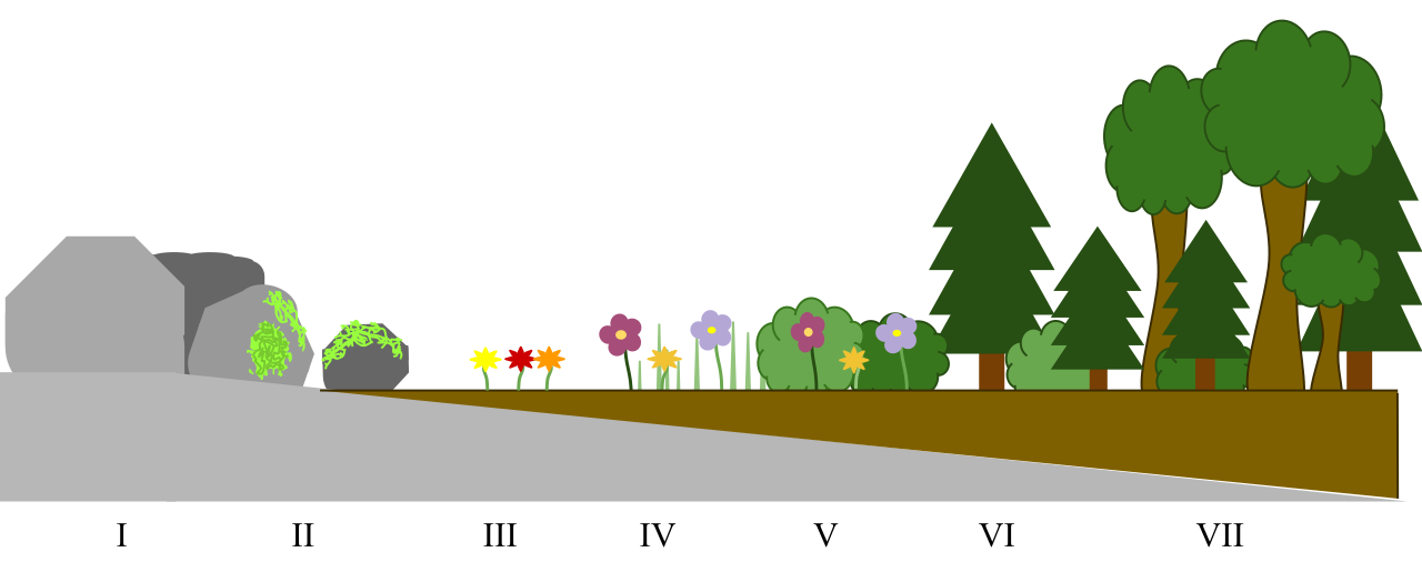 A diagram illustrating the progression of primary succession over time, beginning with bare rock colonized by pioneer species (lichens and mosses) and culminating in a climax community of shade-tolerant trees.