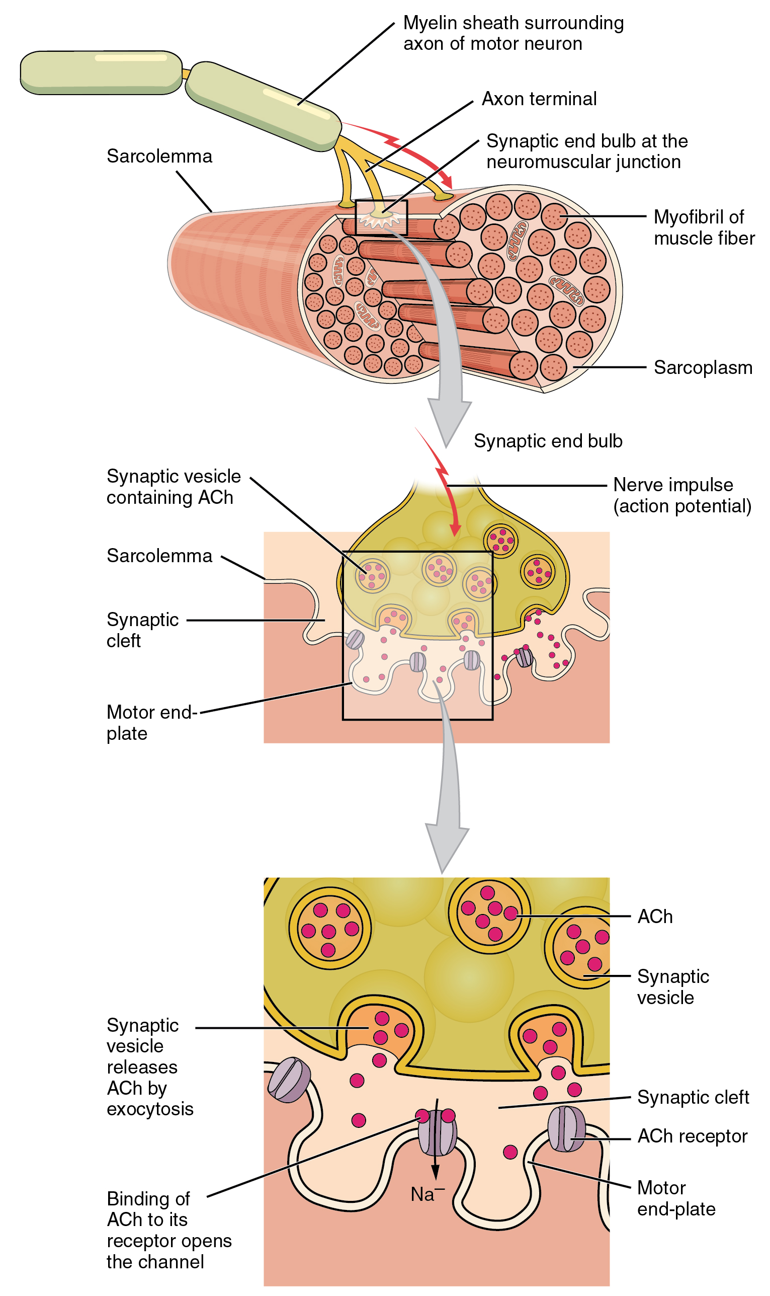 At the neuromuscular junction, motor neurons release the neurotransmitter acetylcholine across the synaptic cleft to initiate the sequence of muscle contraction.