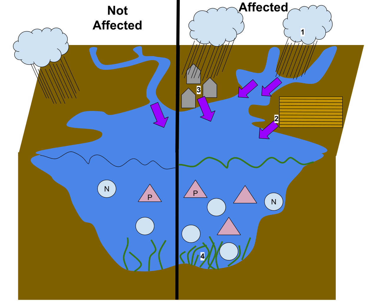 The mechanism of nonpoint-source pollution: Agricultural and urban surface runoff carries excess nitrogen and phosphorus into watersheds, driving the eutrophication cascade.