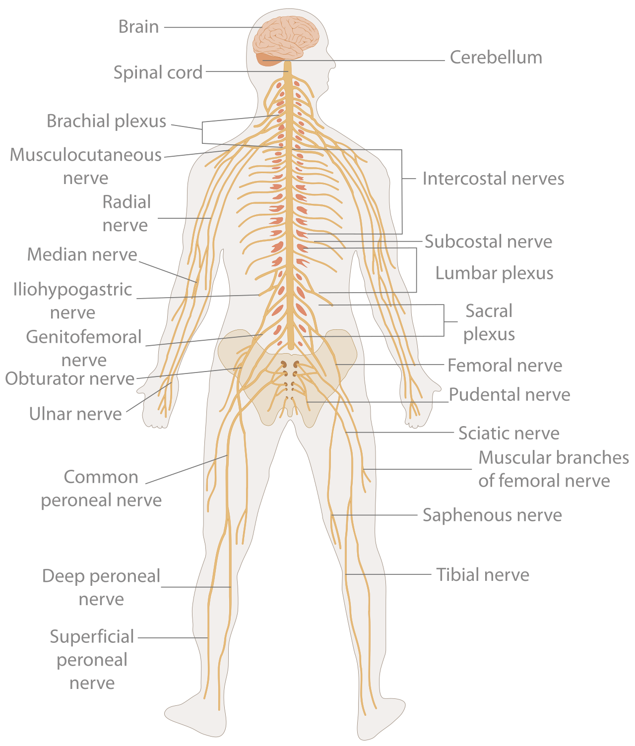 The human nervous system is anatomically divided into the central nervous system (the brain and spinal cord) and the vast, branching network of the peripheral nervous system.