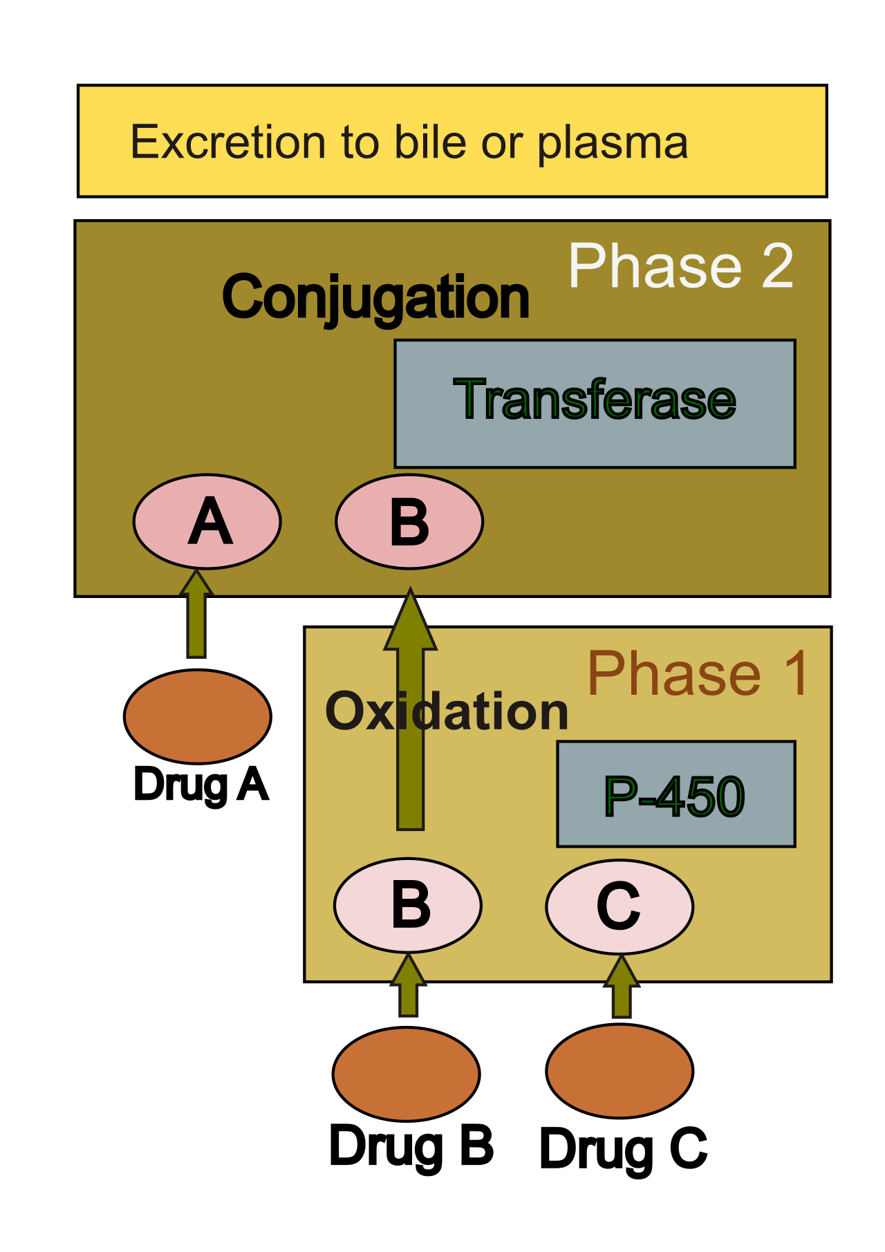Diagram illustrating hepatic drug metabolism pathways, where the liver acts as the primary site for breaking down complex drug molecules.