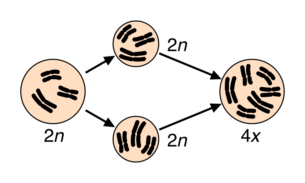 Speciation via polyploidy can occur instantly. A failure in meiosis produces diploid gametes, which self-fertilize to form a tetraploid zygote that is completely reproductively isolated from its diploid parents.